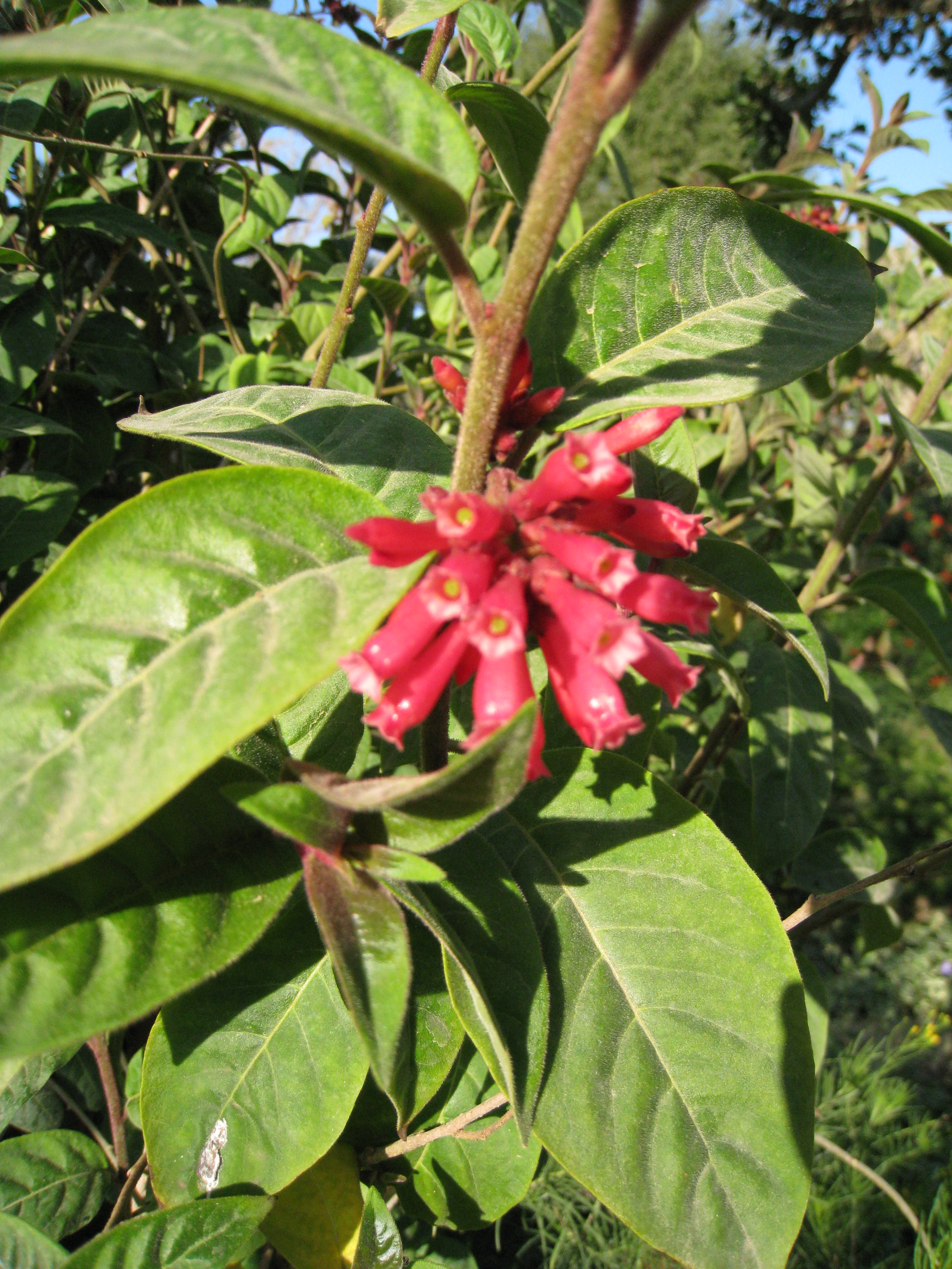 Cestrum endlicheri